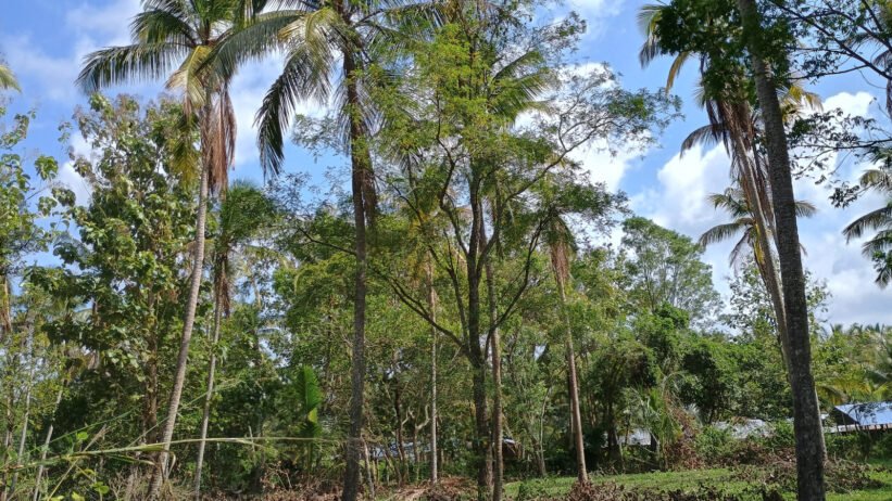 Commercial Land for Sale in Wariyapola. - Image 10