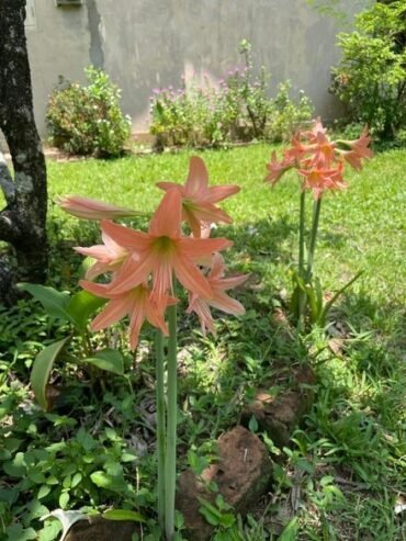 Land for Sale in Kurunegala